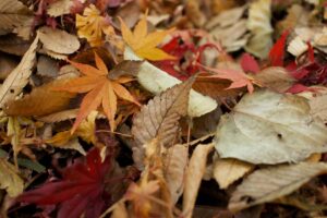 Autumn leaves on the ground