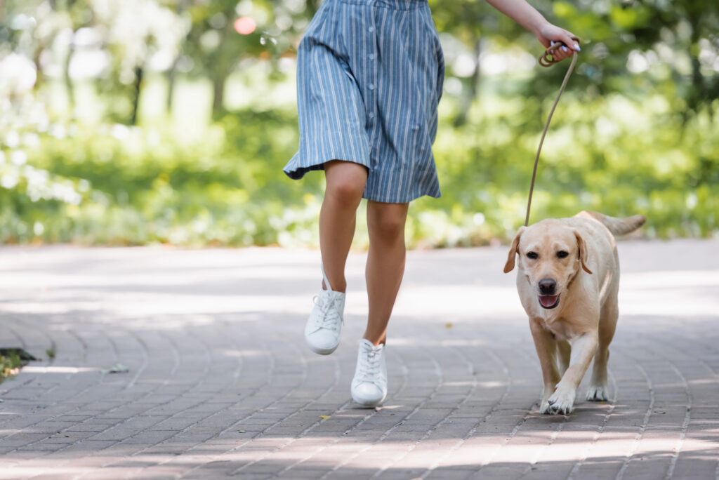 Woman in a blue dress walking a dog in the park